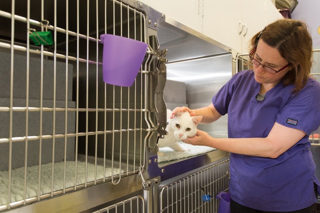Cinque Ports Vets Tenterden