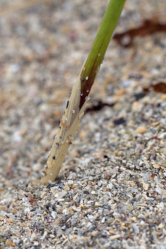 Elymus farctus boreali-atlanticus