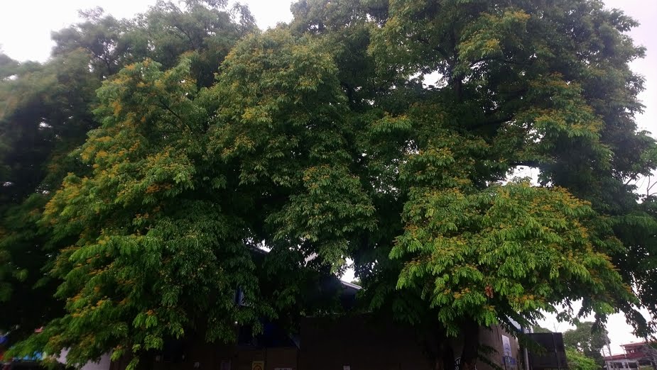 5 Flowering Trees in Bloom within the Neighborhood