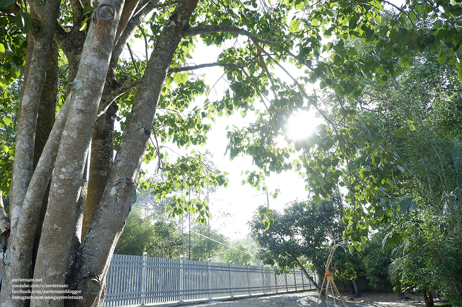 Tà Phốt, ngôi chùa Khmer bình yên ở Tri Tôn, An Giang