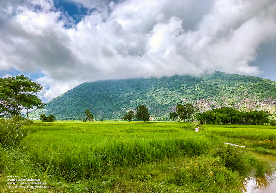 Tây Ninh có gì đẹp: 2 cây thốt nốt Tình Yêu Kvan