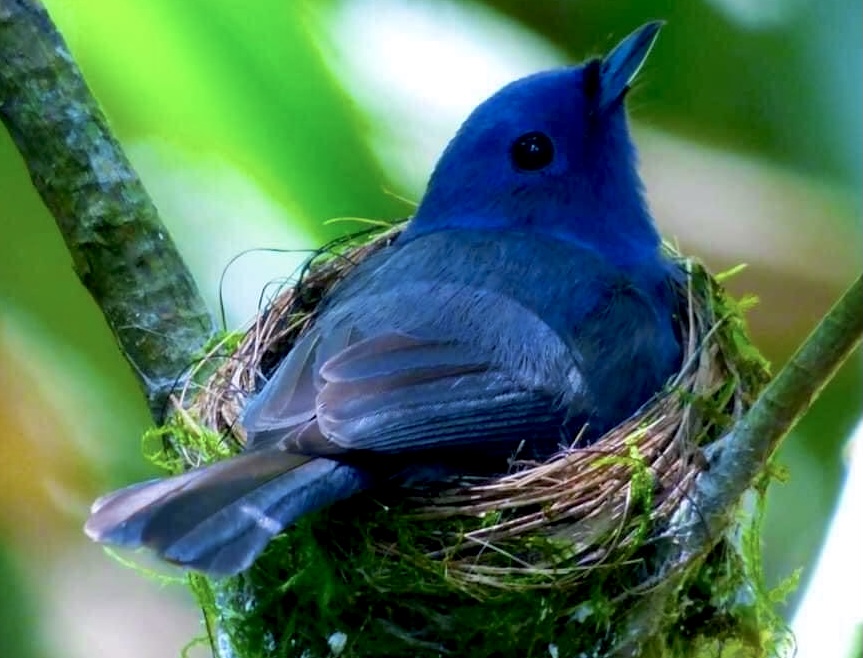 Sinharaja Forest Reserve 