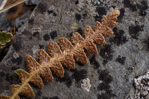 Asplenium Ceterach officinarum