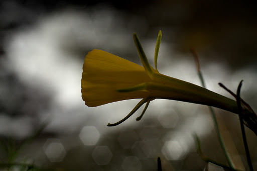 Narcissus bulbocodium