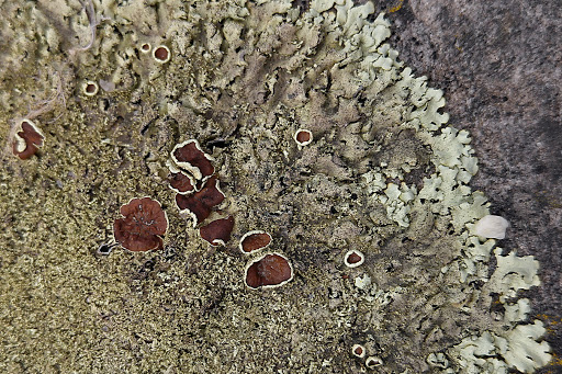 Xanthoparmelia Parmelia conspersa