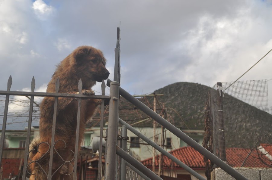 dog raising over house fence to greet in delvina, albania