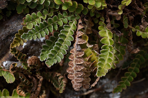 Asplenium Ceterach officinarum