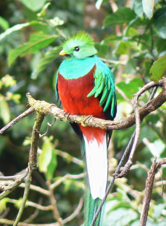 quetzal