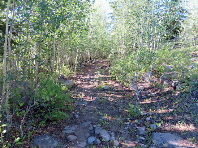 Old road through young aspen trees