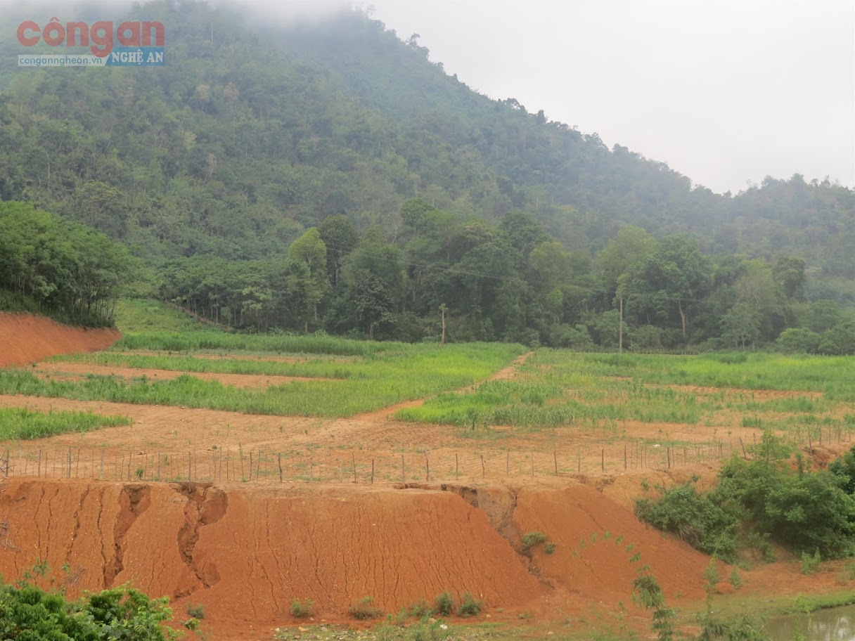 Việc khai hoang đất trồng cỏ nuôi bò chưa hoàn thành