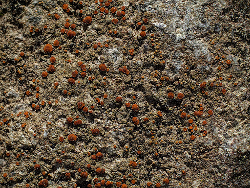 Caloplaca arenaria