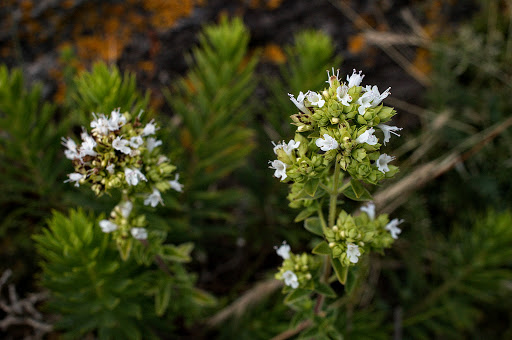 Origanum vulgare virens