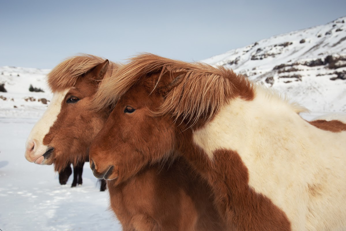 В Исландию за снегом! Юг и полуостров Snæfellsnes. 11 дней в феврале-марте 2020