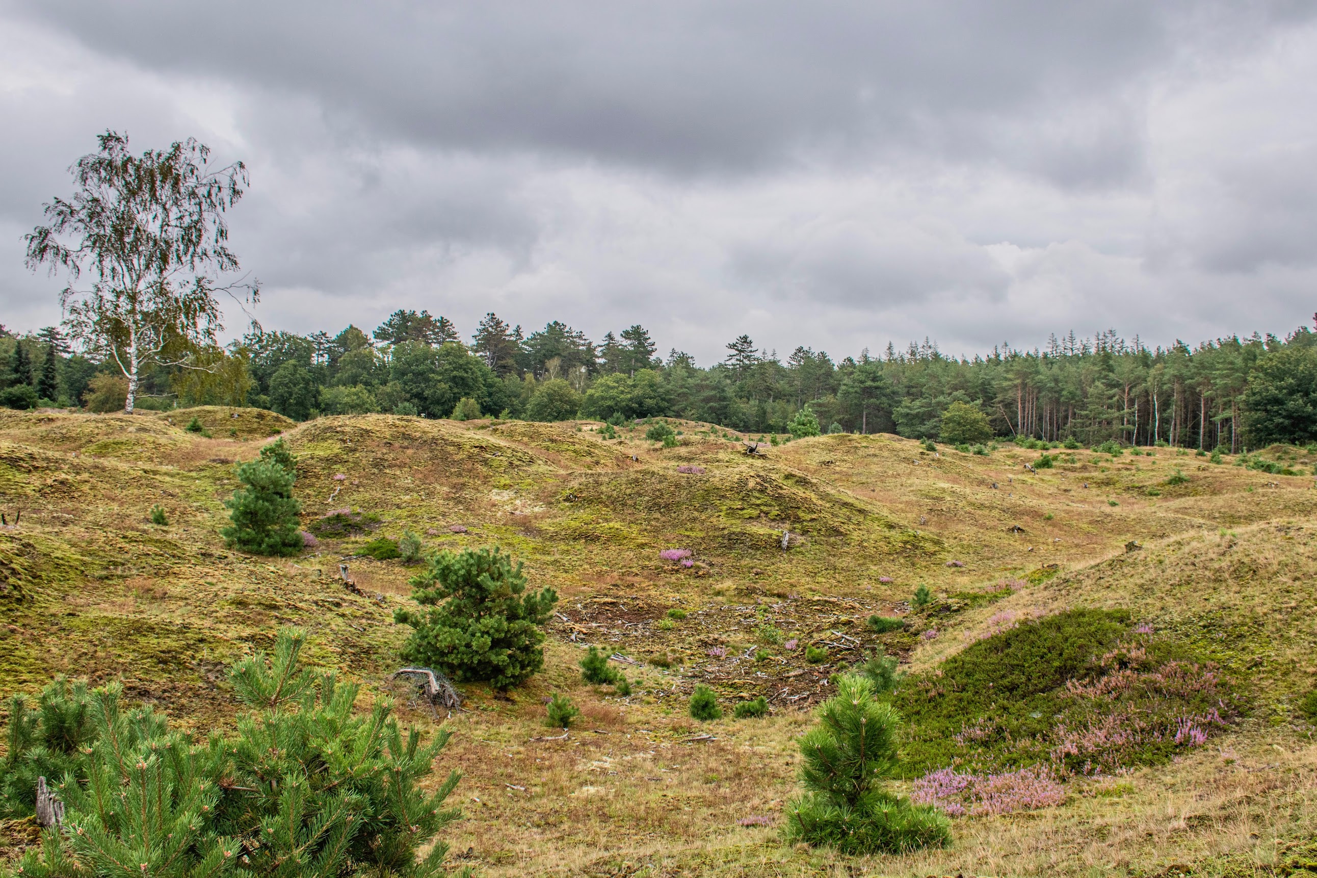 Drents- Friese Wold