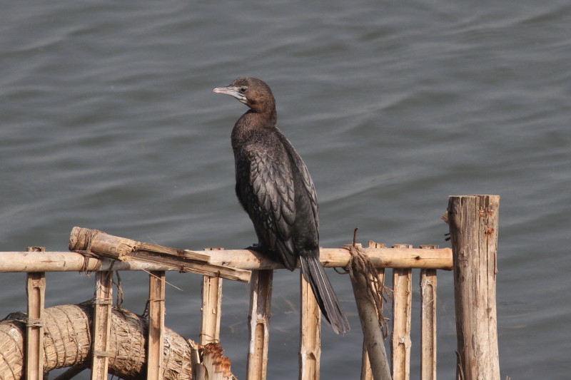 アジアコビトウ