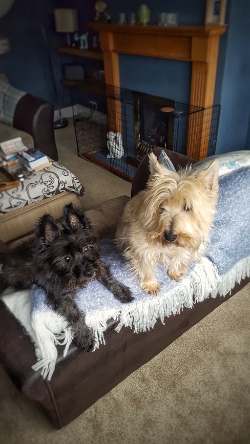 Two cairn terrier dogs sat on a couch in a room