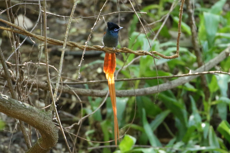 アフリカサンコウチョウ