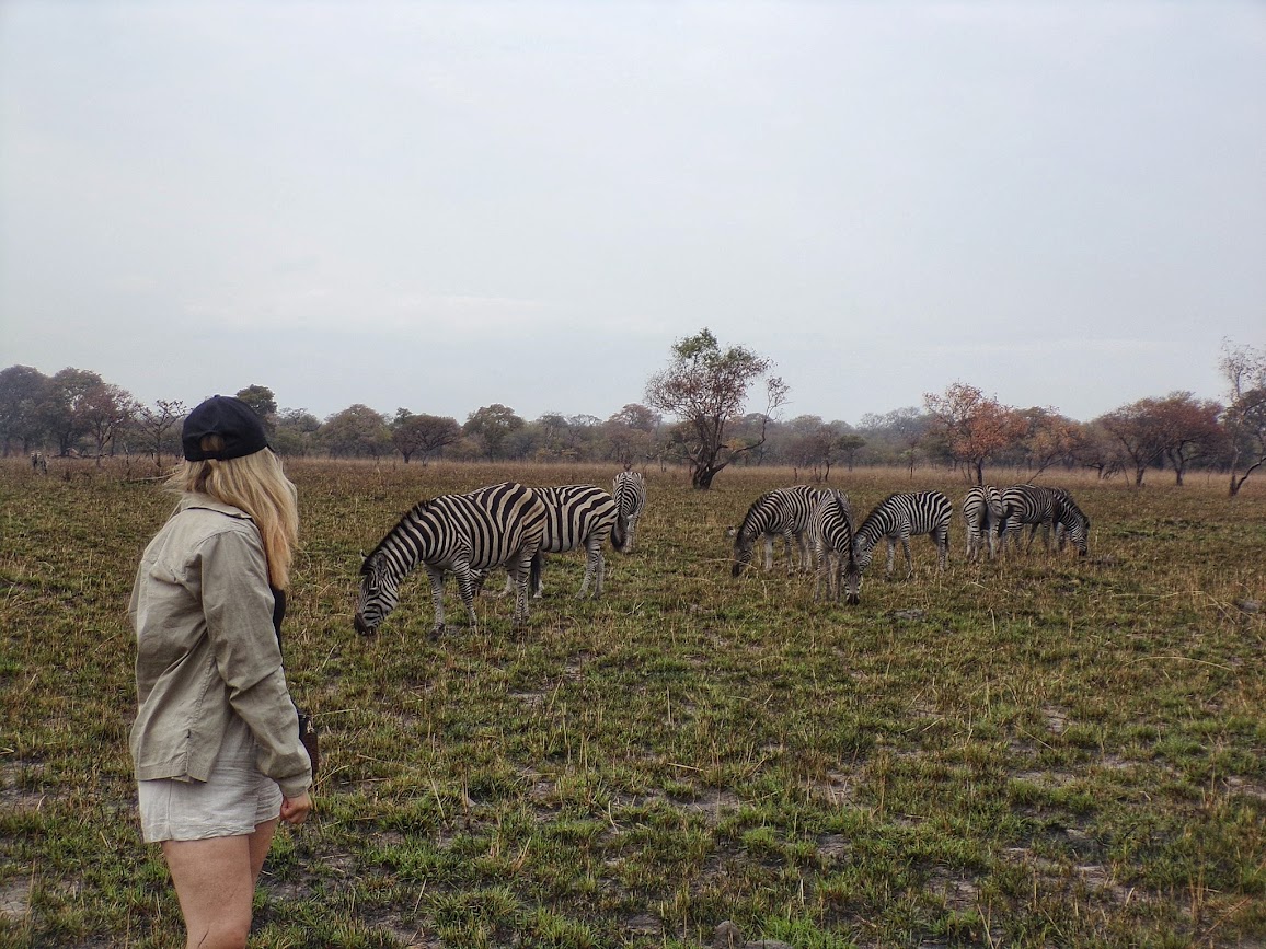 A girl standing in front of a dazzle of wild zebras in Kuti Wildlife Reserve, Malawi, Africa