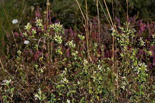 Origanum vulgare virens