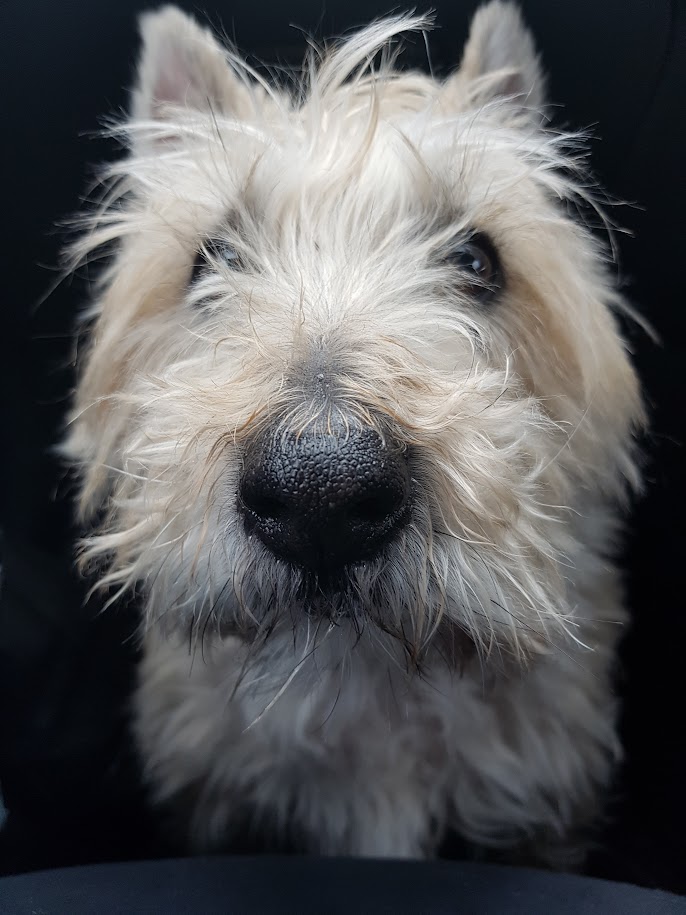 A portrait of a wheaten cairn terrier