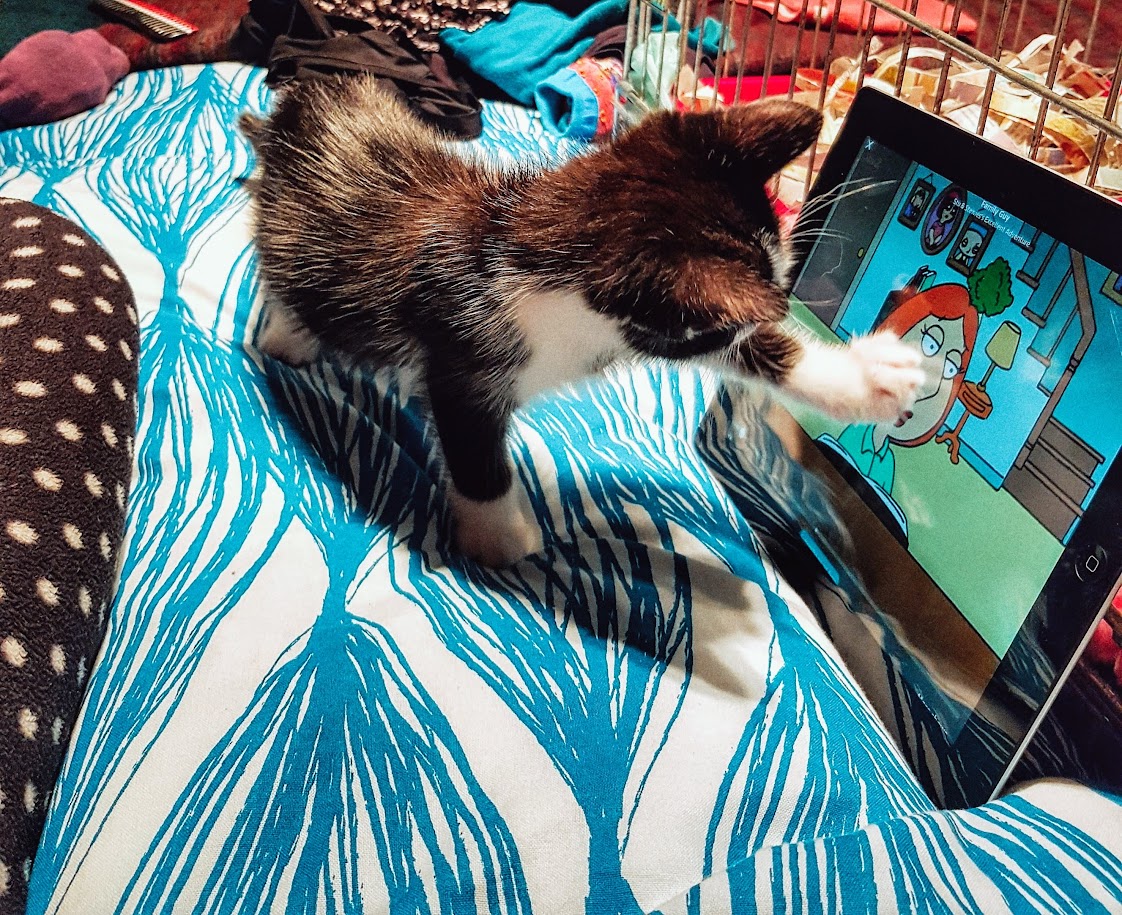 A small stray kitten attacking an iPad screen playing the opening scene of family guy with Lois on the piano