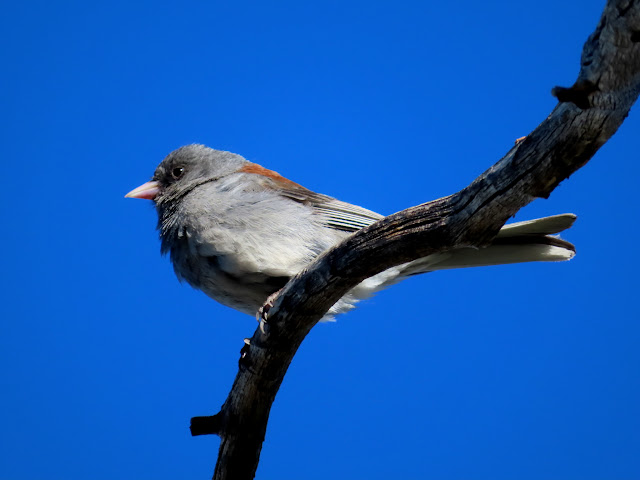 Bird on a dead tree branch