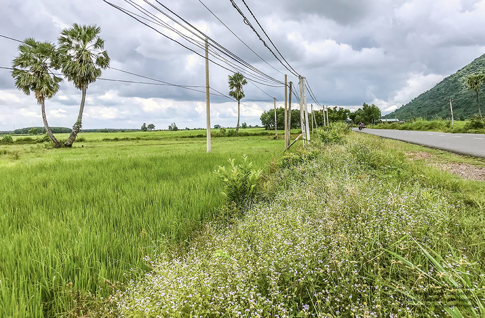 Tây Ninh có gì đẹp: 2 cây thốt nốt Tình Yêu Kvan