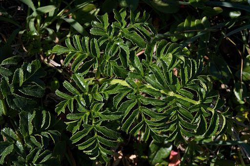 Angelica pachycarpa