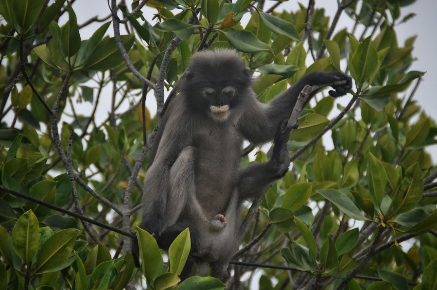 spectacled langur monkey looking at his dick