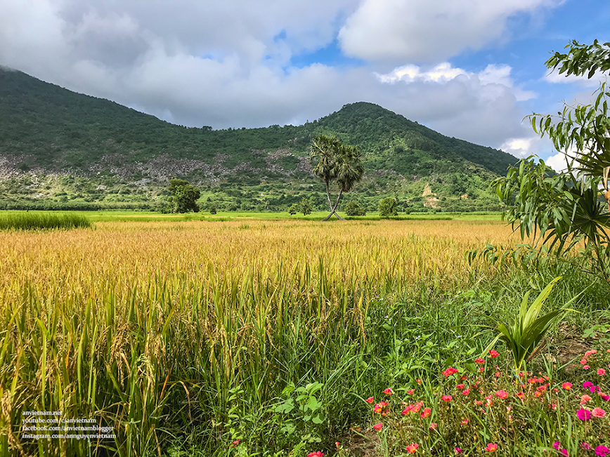 Tây Ninh có gì đẹp: 2 cây thốt nốt Tình Yêu Kvan