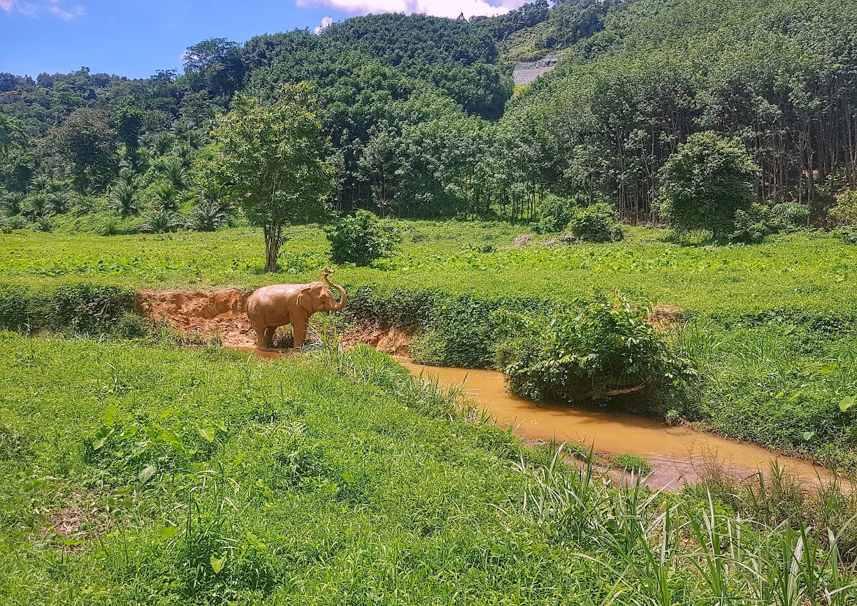 Elephant camp
Elephant bathing in mud
Thailand