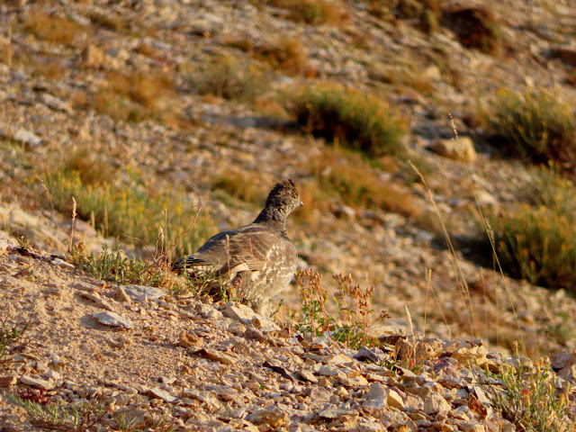 Sage grouse