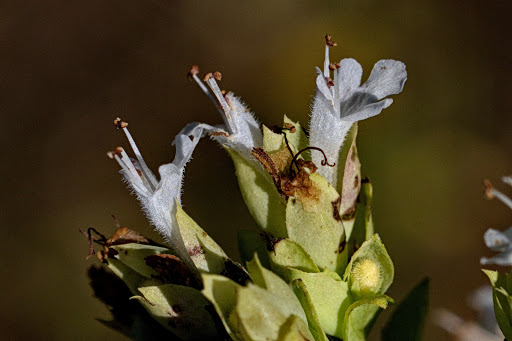 Origanum vulgare virens