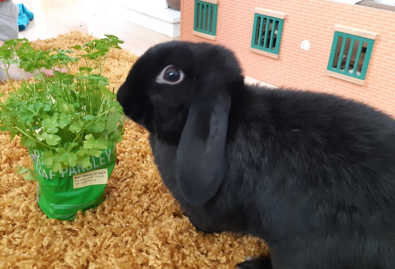 A black rabbit eating parsley