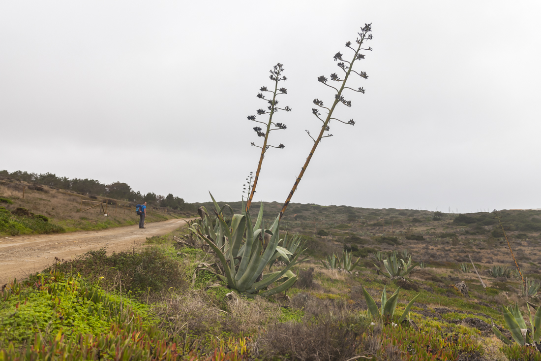 Треккинг на юге Португалии в январе: Rota Vicentina и Fishermen's trail (много фото)