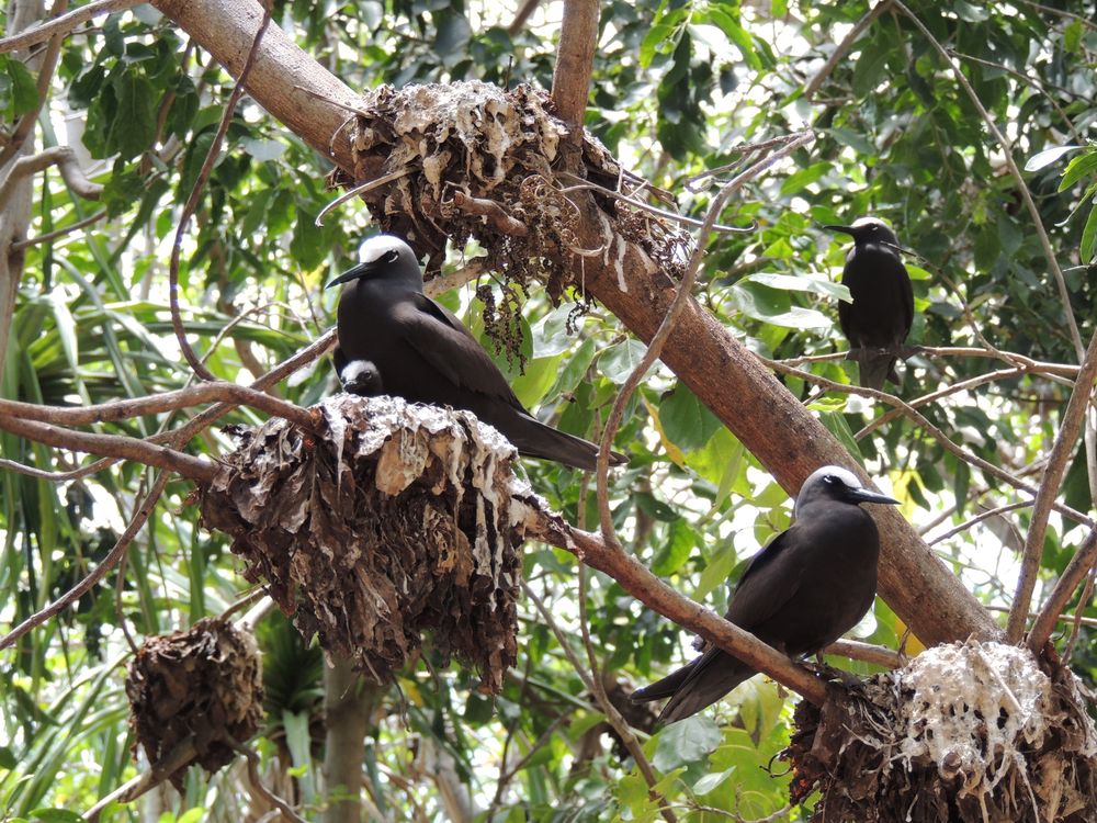 Pisonia, a árvore que mata pássaros