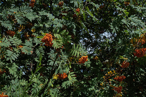 Sorbus aucuparia