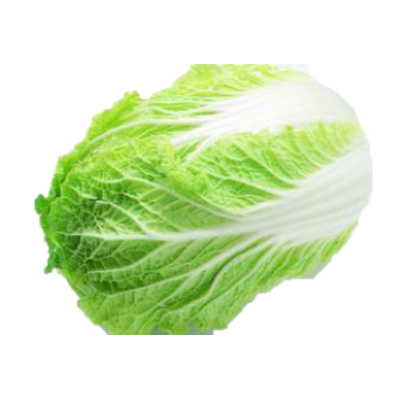 Chinese cabbage 大白菜