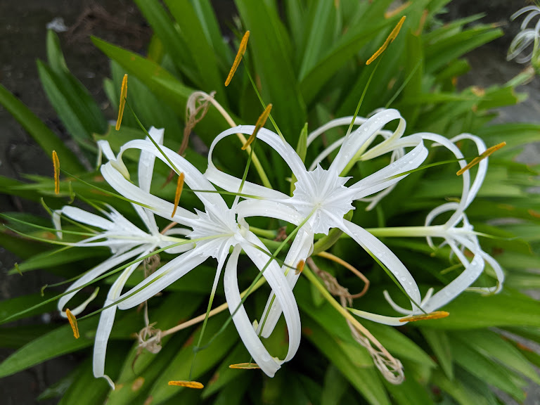 Local Guides Connect Hymenocallis Spider Lily A Rainy Season Flowe Local Guides Connect