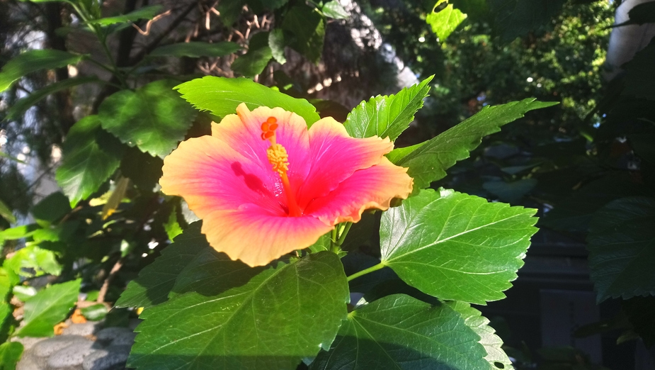 Caring Hibiscus During Rainy Season