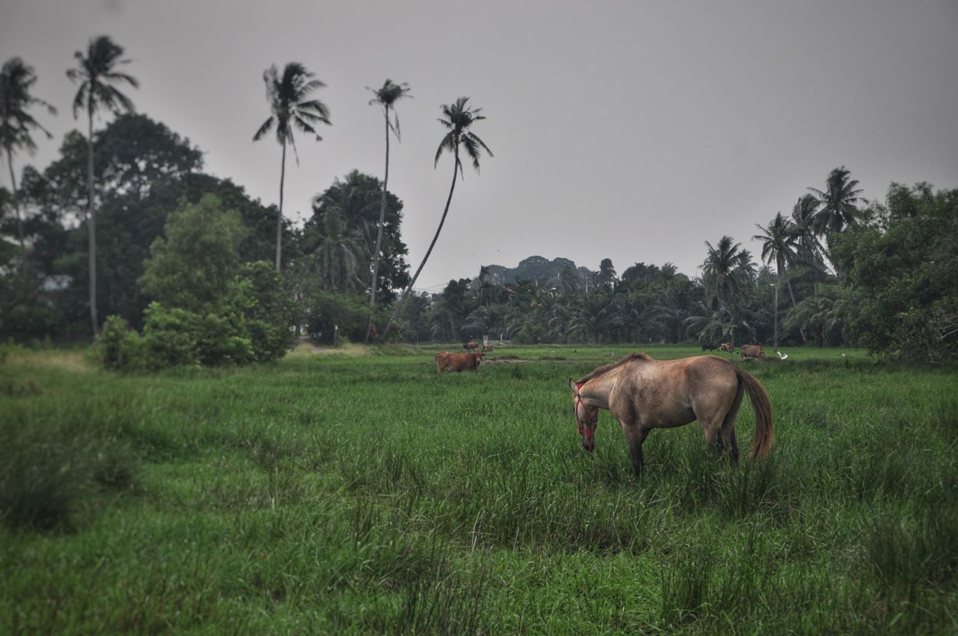 Mu Ko Phetra National Park
Thailand
Horse and cattle grazing
Green grass and trees