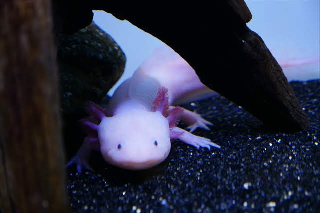 サンシャイン水族館