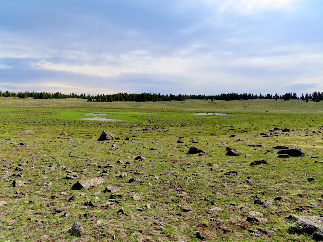 Beef Meadows