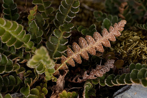 Asplenium Ceterach officinarum