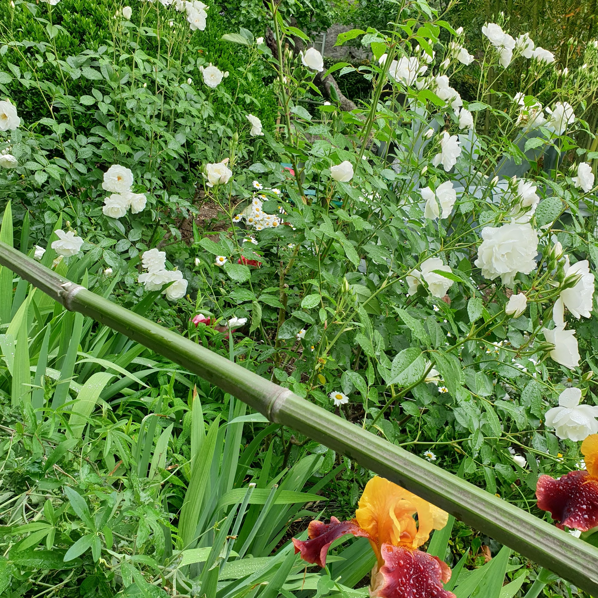 Мисхор, 11 дней в июне 2021, или чем заняться, когда море 12 градусов