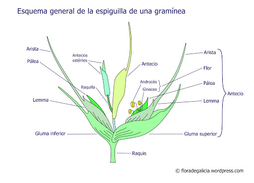 Espiguilla Gramíneas Gramineae Poaceae