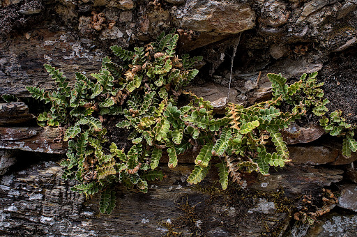 Asplenium Ceterach officinarum