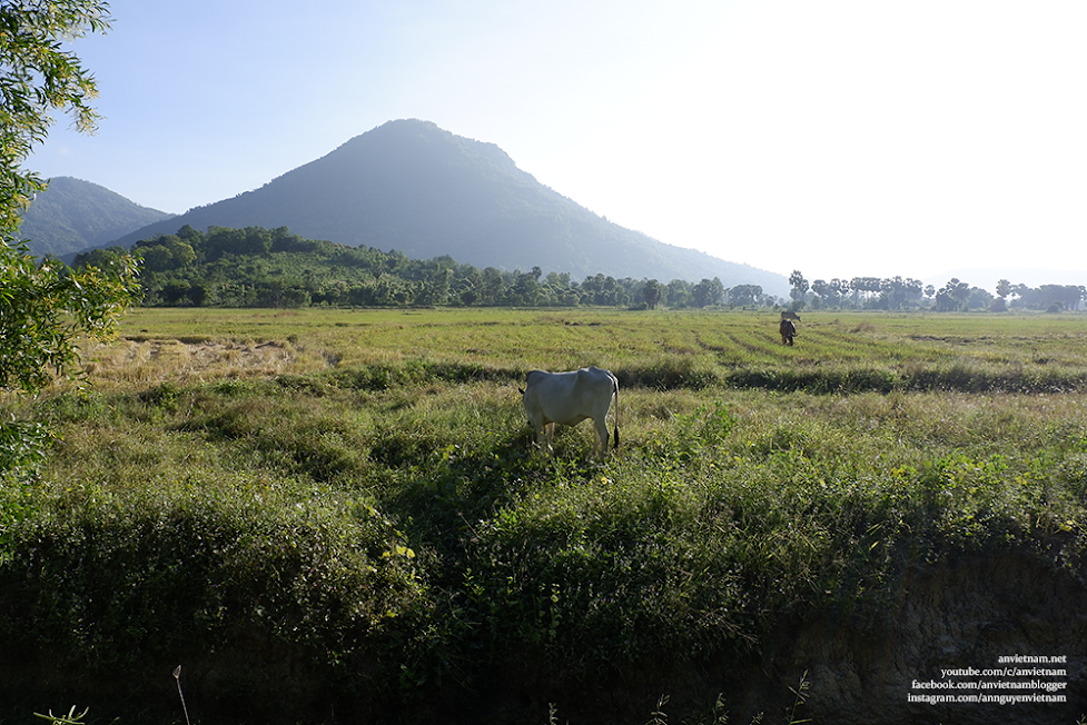 Thanh bình những cánh đồng An Giang mùa lúa chín