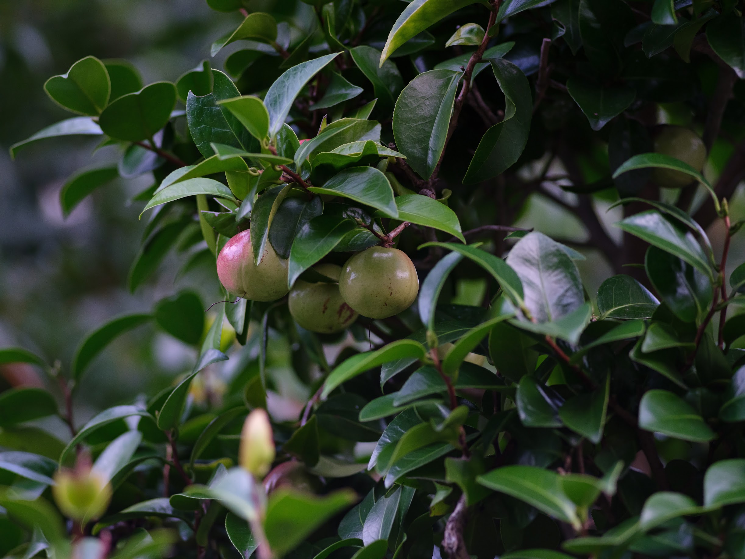 MAMIYA SEKOR C 210mmF4.0N試写 - shigiphoto days