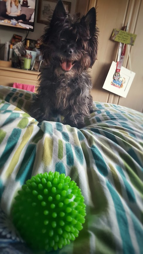 A cairn terrier dog sat on the bed waiting for his green spiky ball to be thrown 